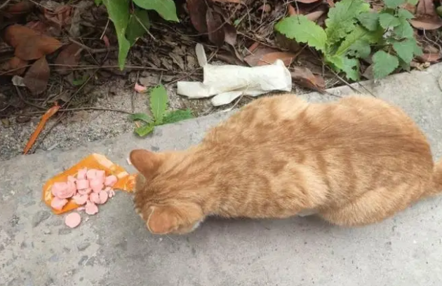 十年之约？男子调职泪别橘猫，它用鼻尖轻触手腕回应”，至今还在老地方等待！