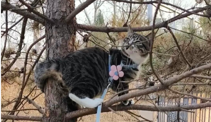 养猫久了才发现，把门打开后，跑出去和不跑出去的猫，区别真的很大