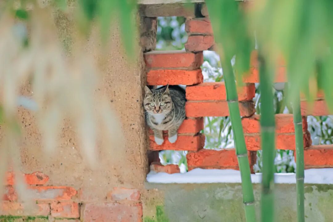 雪天偶遇胖猫穿墙，差点以为卡在洞里