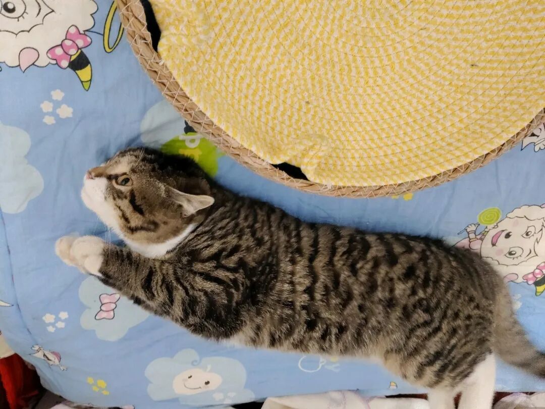 同事对我太好了，激动的我想拿猫仔还人情