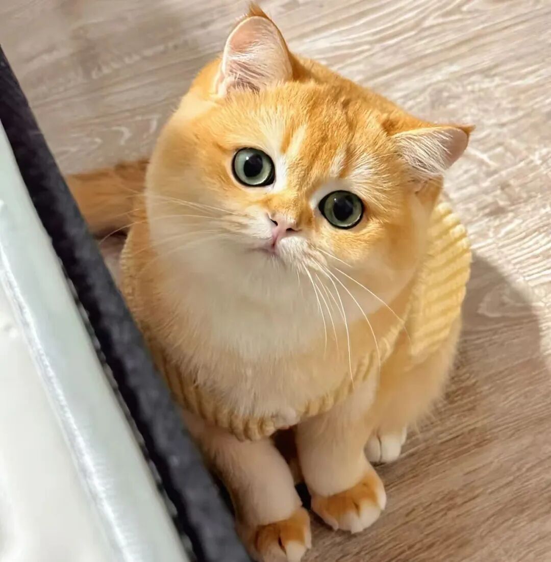 为什么老人常说，家里的猫咪为什么不要随便送人？