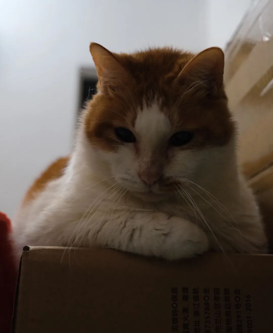 老猫咪的倔强，何尝不是我们的影子？