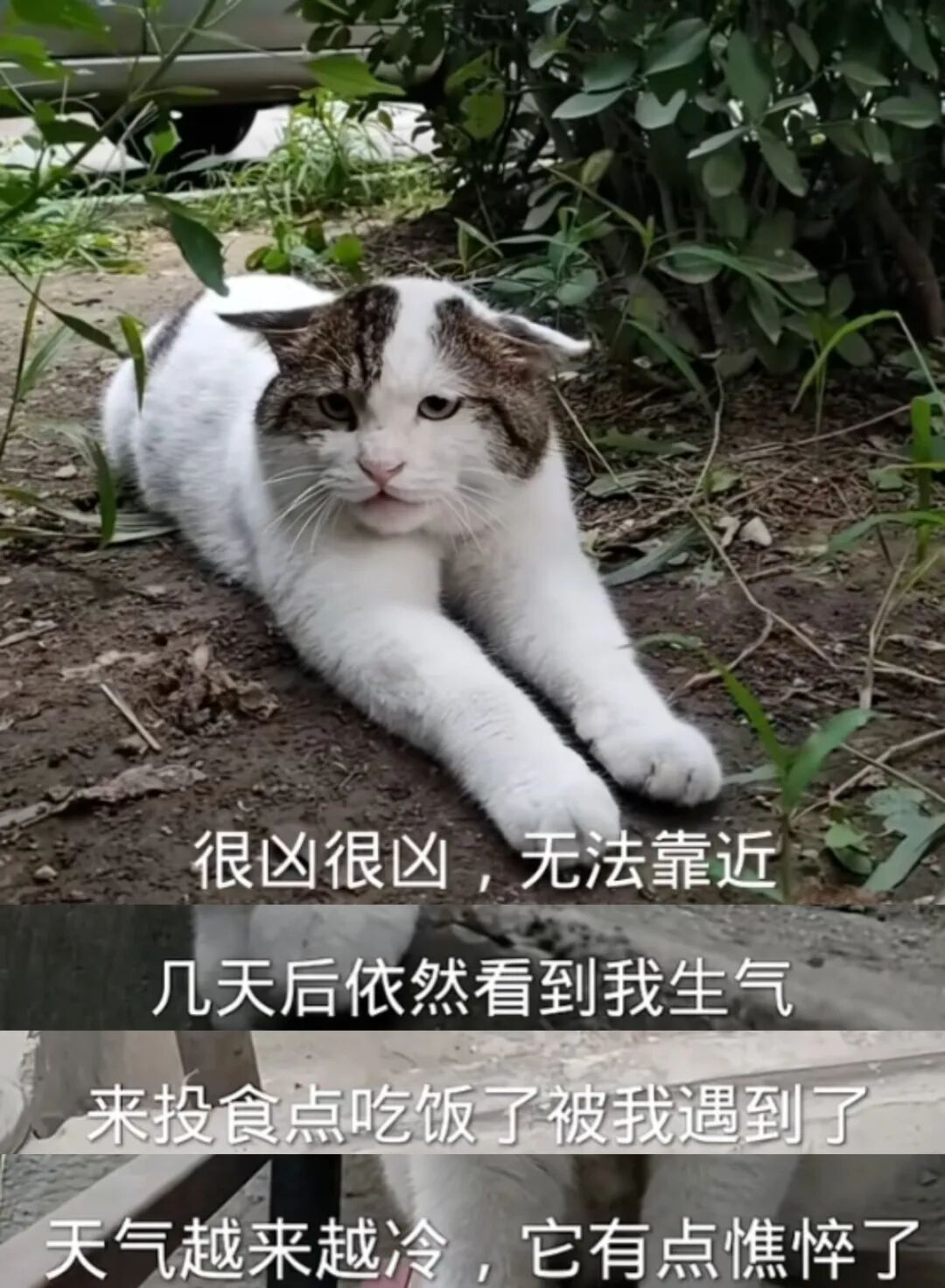 妹子投喂小区流浪猫遇到一直很凶的卡基米，经过一段时间接触之后带回家，发现是怂怂喵，反而常被原住民欺负