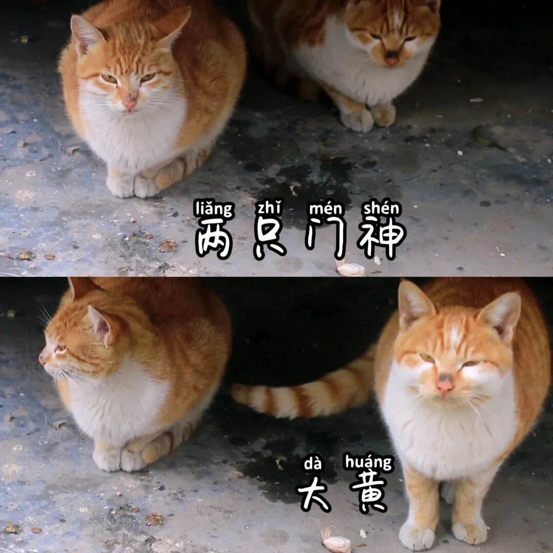 橘橘彻底颠覆了我对公猫是渣爹的看法