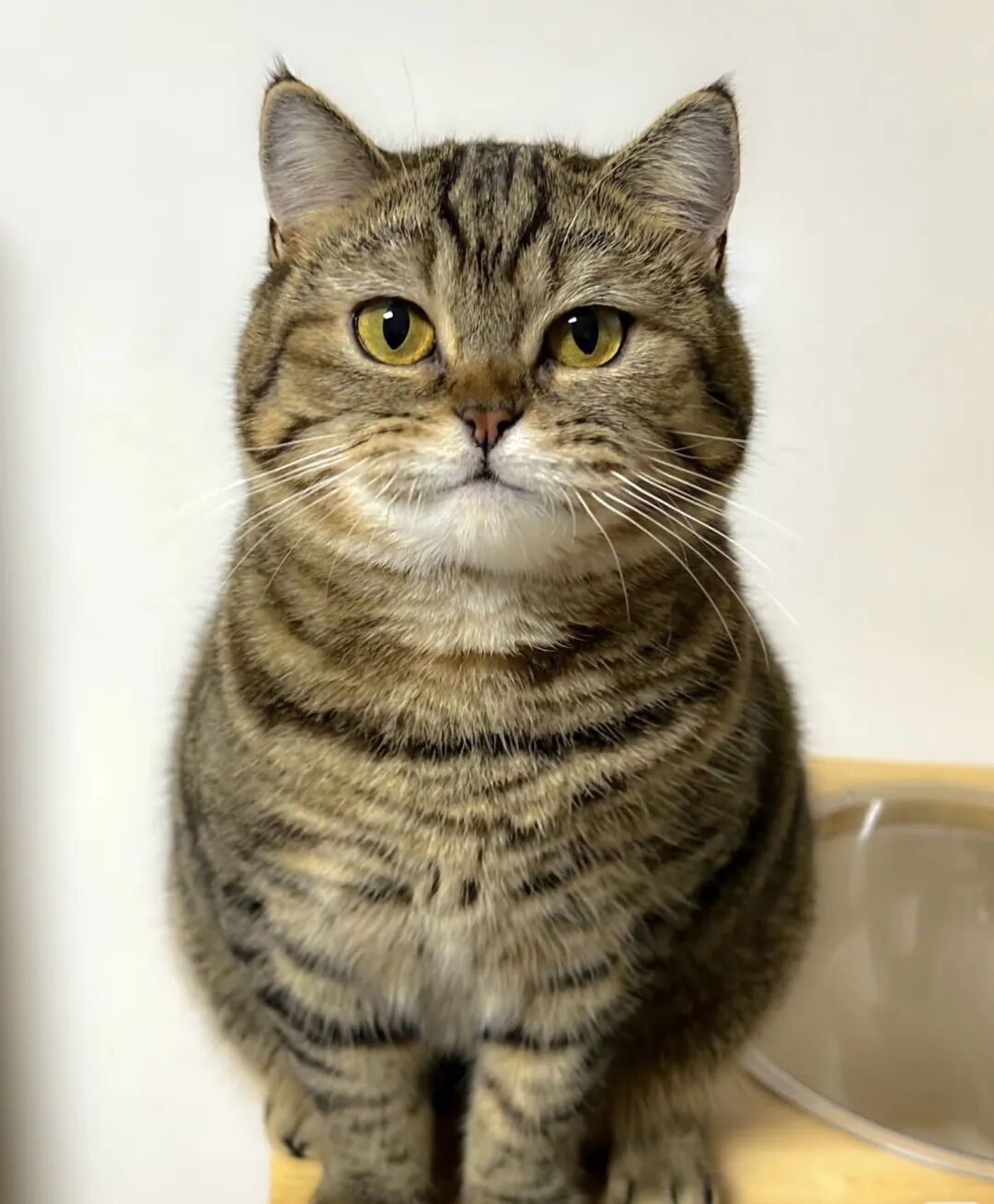 为啥说狸花猫比不过宠物猫？这致命缺点太戳心