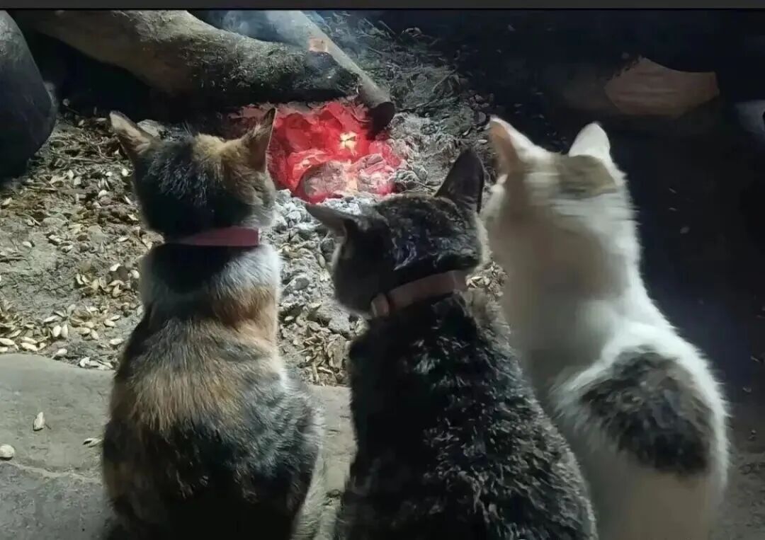 回村猫咪集体“美黑”翻车？灶台旁上演现实版“自助烧烤”，主打一个“糊了也不挪窝”！