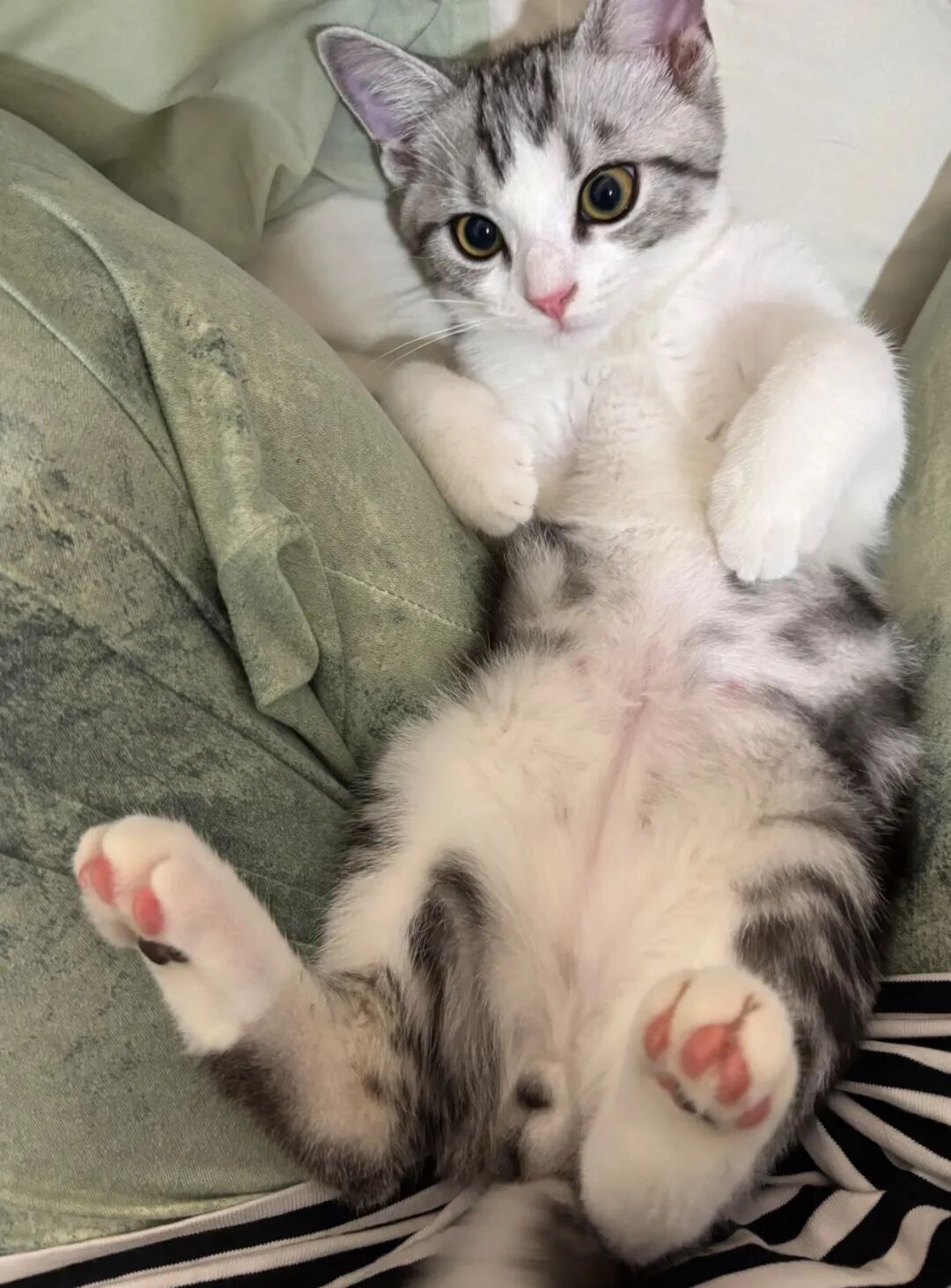 老人常说：有这5种特征的猫，是“旺家猫”，养到就是福气！