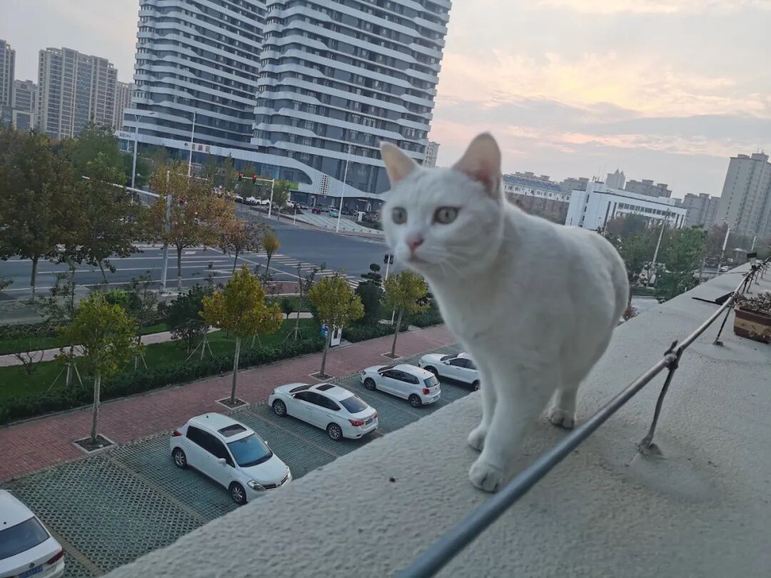 猫咪自己开辟了一条回家的秘密通道，实现了出入自由