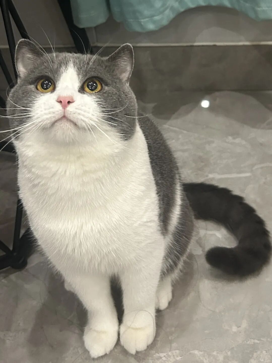 我家猫成精了，居然会喊我上班！