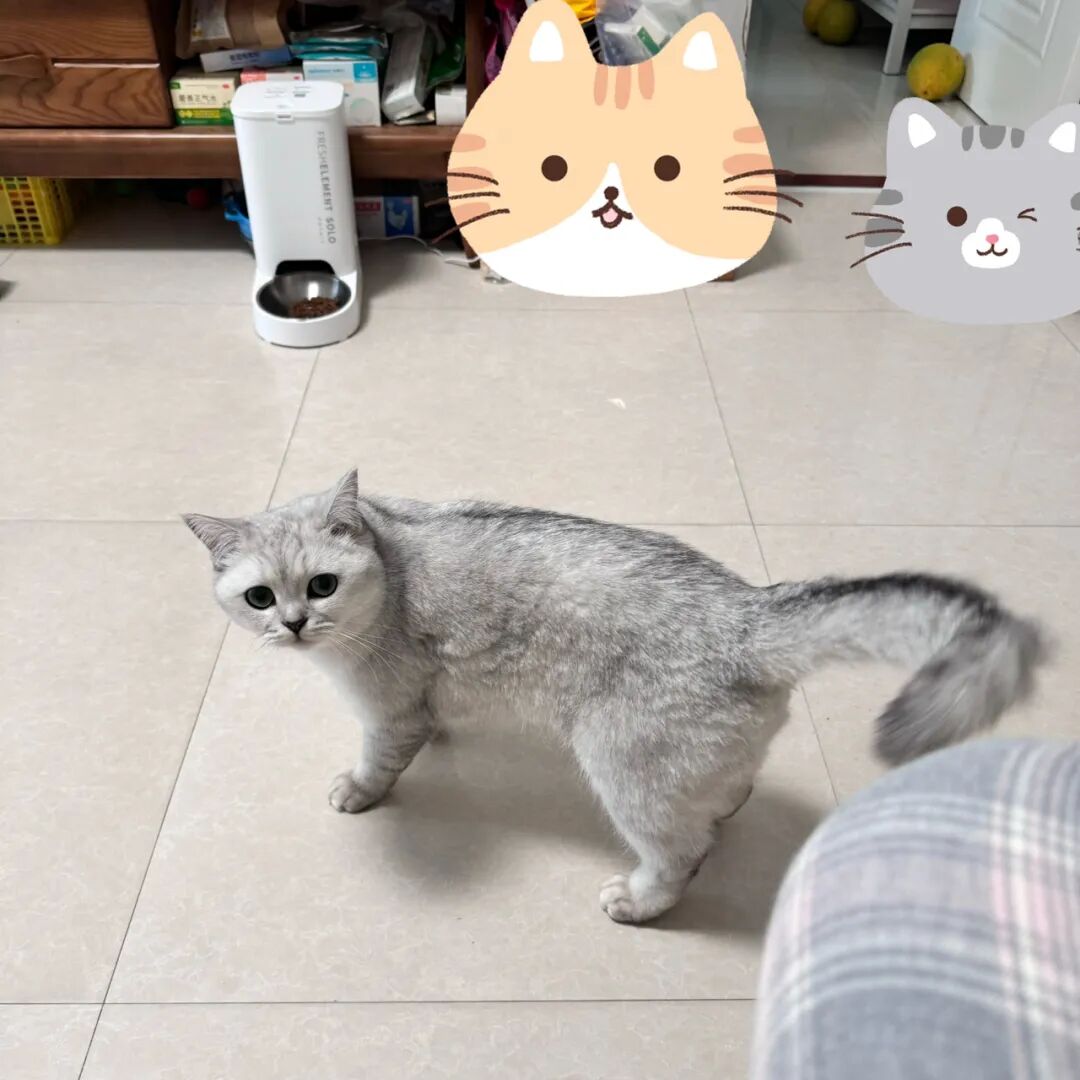 怎么判断猫咪在家跟谁更亲