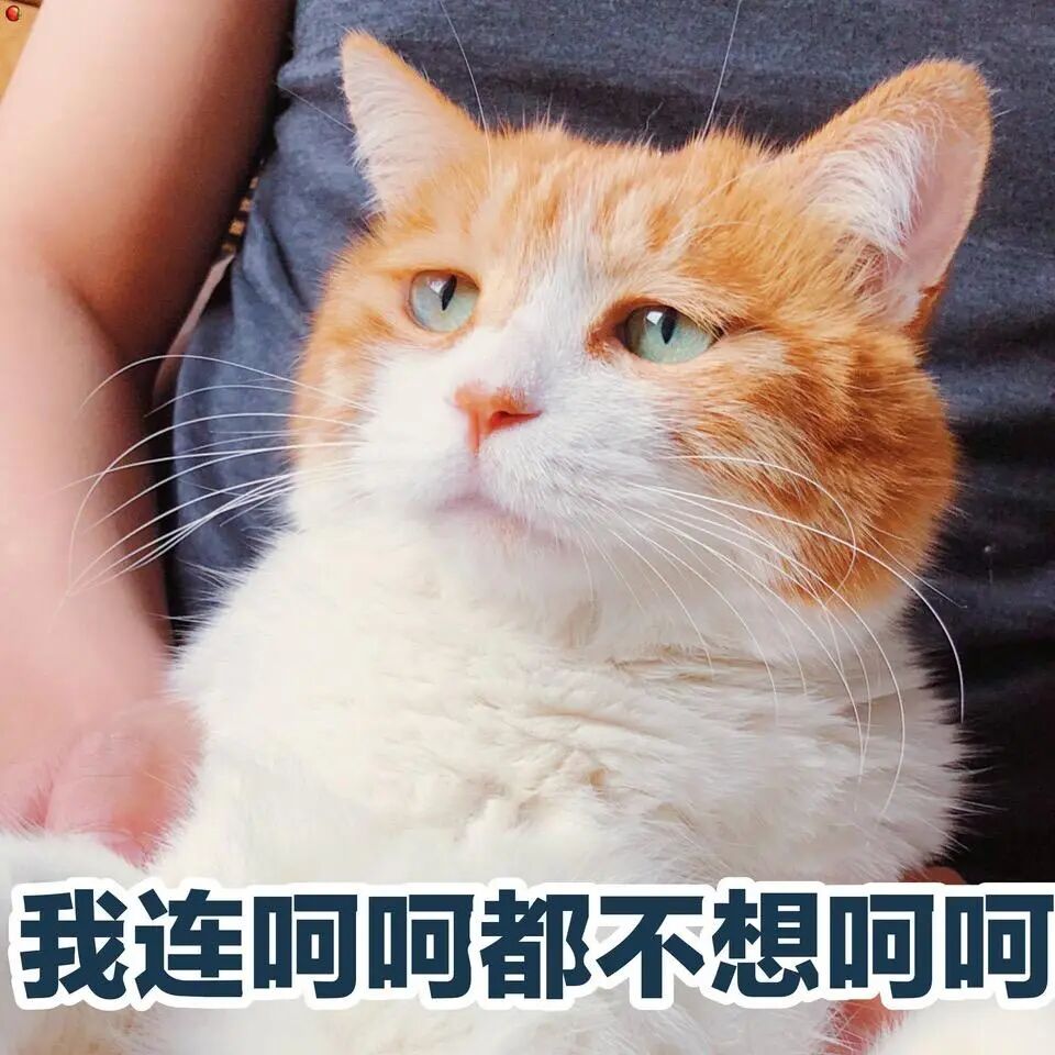 聪明猫咪才有的6个行为，中3个以上，都是“猫界天才”