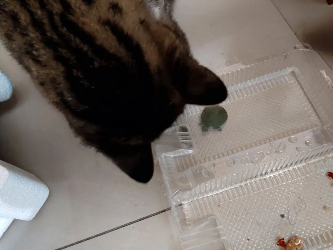 猫仔别睡了，人类幼崽喊你一起玩小乌龟