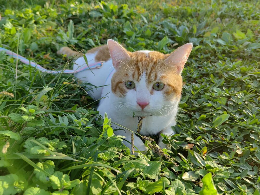 养猫的真香定律|从无感到猫奴，我只用了3个月