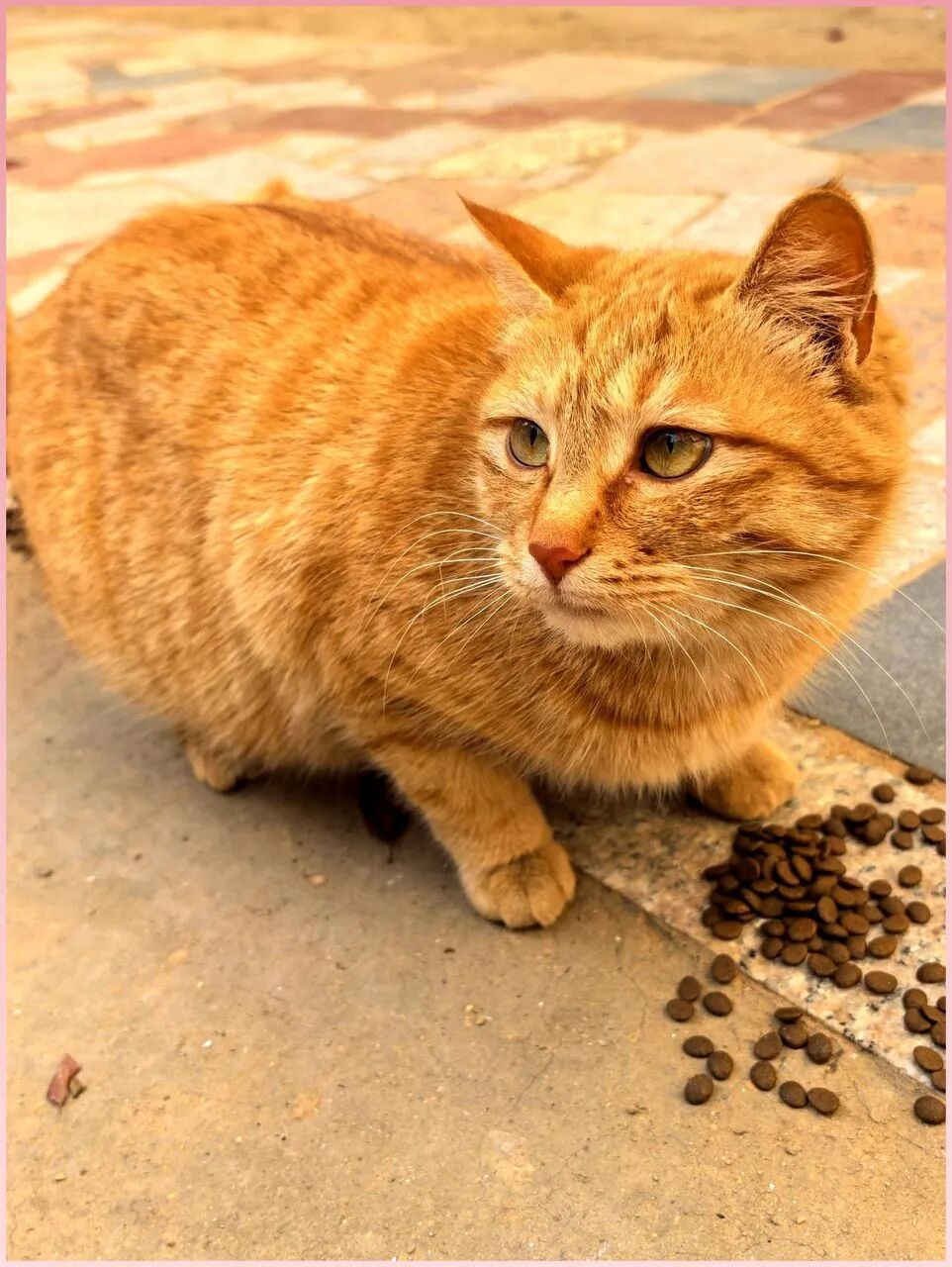 极寒冬天地面干裂，橘猫三兄妹围井口啃粮，没人看一眼它们撑不住了