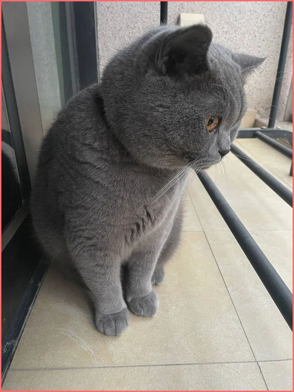 失业第三十天蓝猫陪我在阳台坐了一下午没要罐头