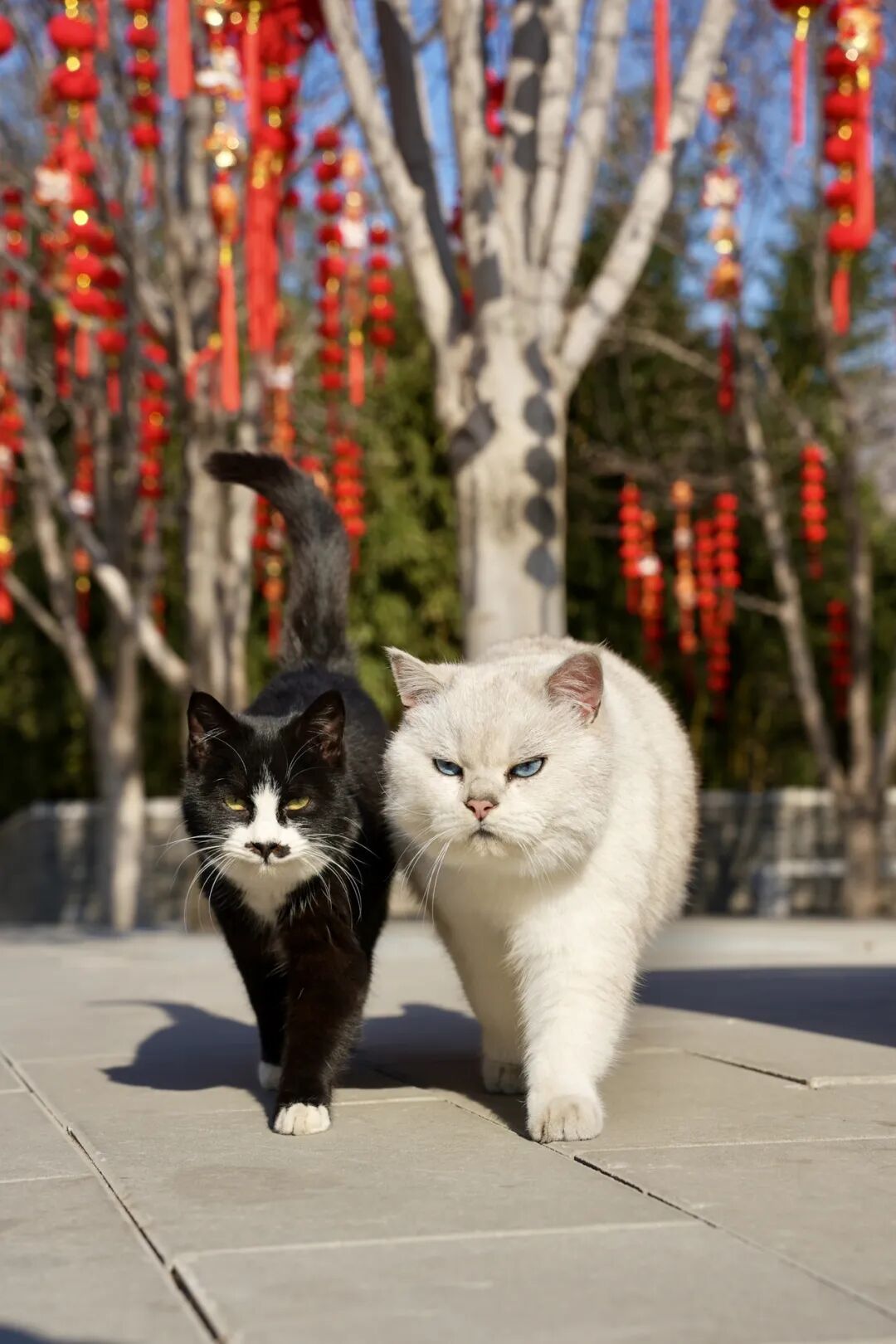 寺猫T台，气场全开