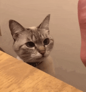 笑死，一只19岁的狸花猫连干6个英国首相，火遍全球！网友狂赞：好牛的猫！