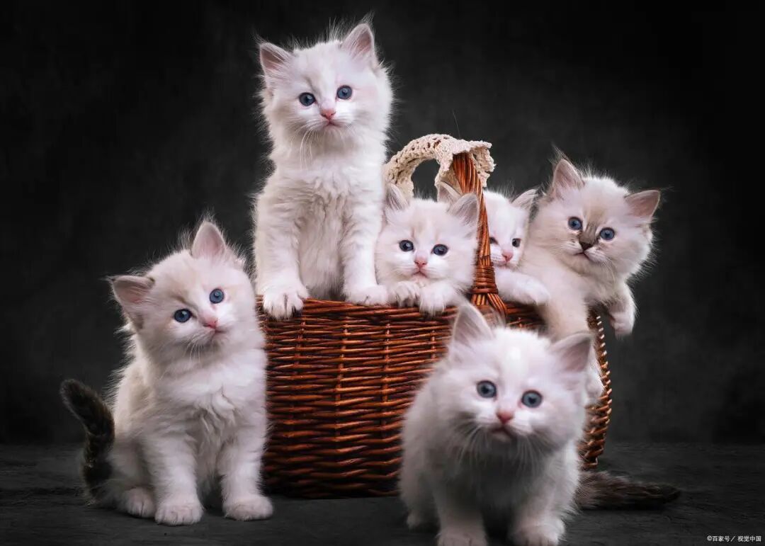 猫和人类不是同类，为什么猫喜欢和人类一起生活？