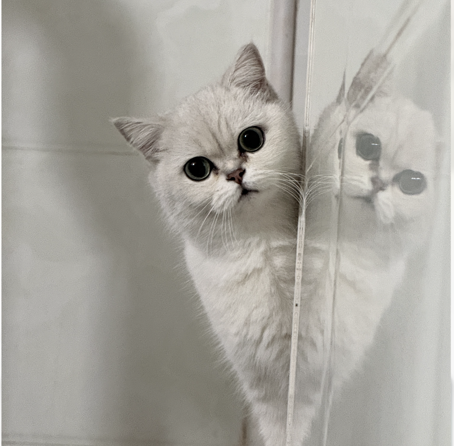 为啥你一回家，猫咪就跑去磨爪子呢？