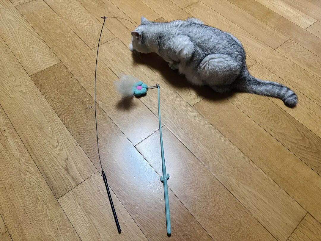 本来，我想逗猫咪玩，结果......