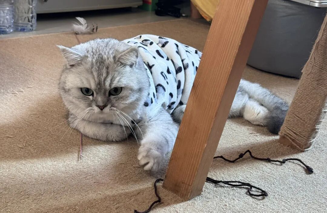 猫咪这5个动作，其实是在喊你陪玩！别傻傻看不懂啦