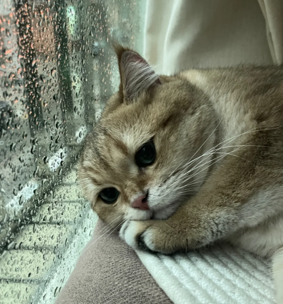 猫咪变老的5个细节，第3个看哭了很多人…你察觉到了吗？