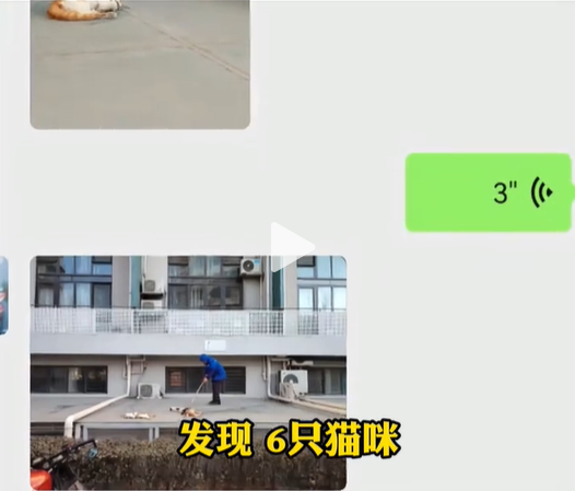 主人突发急病住院，26只猫断水断粮濒死... 它们用生命换来了救援，如果不是这6只猫，屋里多个小生命可能都没了！