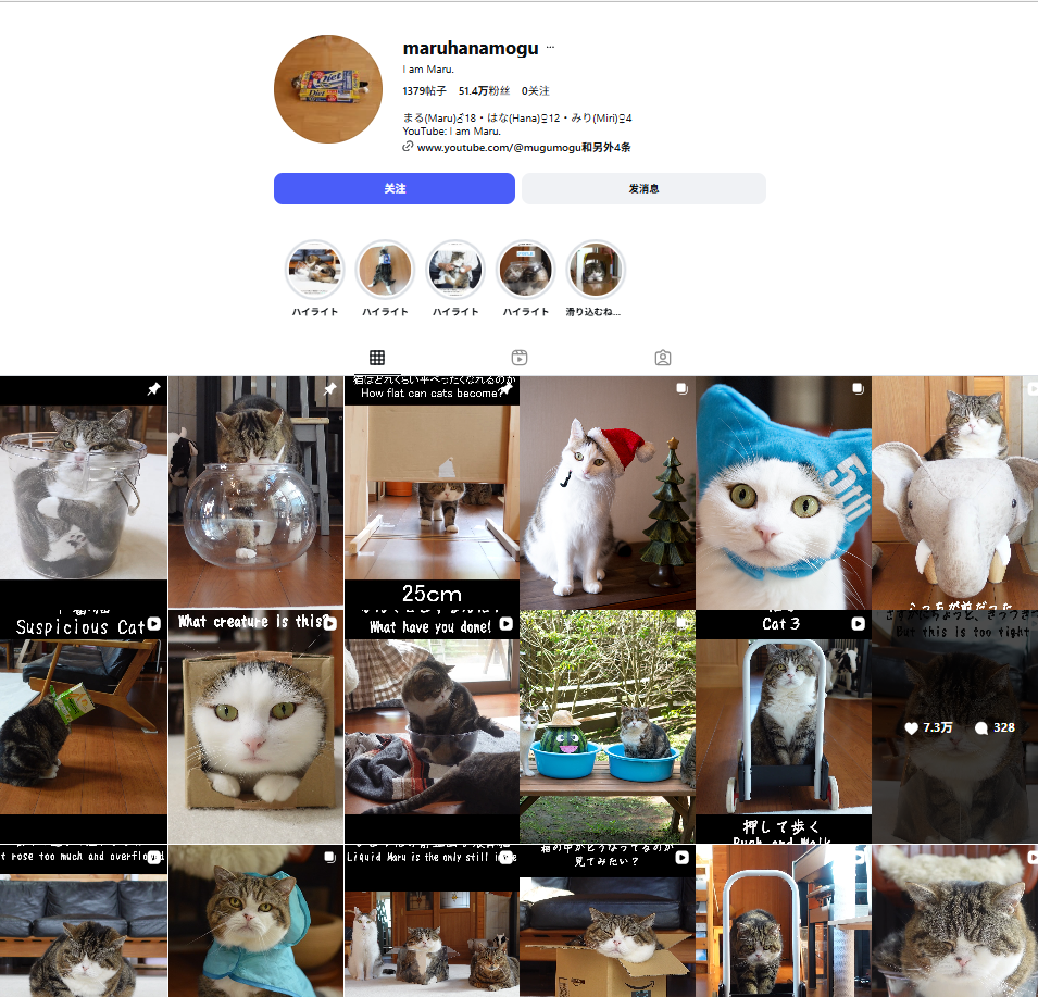 别的猫卖萌，它只钻箱子，却成了猫界顶流... Maru，永远的箱子教主：它用一生教会我们什么是简单快乐