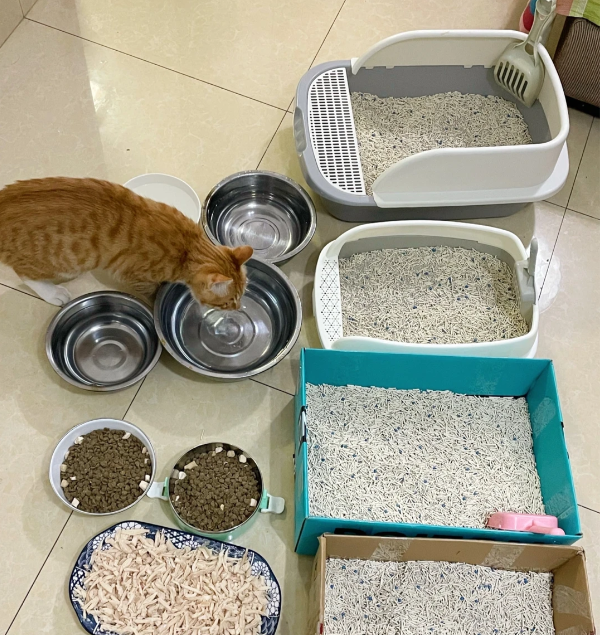 春节留猫咪独自在家？这些坑千万别踩！安全准备看这篇就够