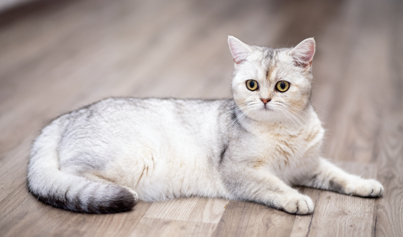 为什么现在年轻人都爱养宠，其实是一种精神寄托