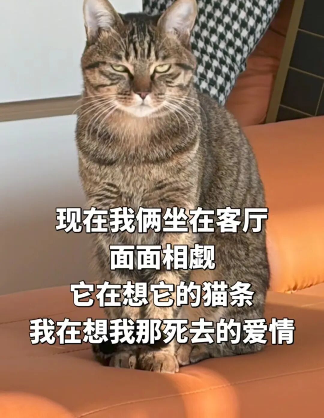 小哥分手后接手前任的猫，哭诉他和猫都没人要了，咪却超淡定：先吃饭吧表爹！