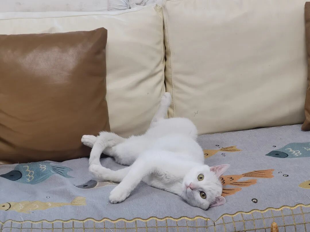 那只脾气最像我的白猫，去喵星了！