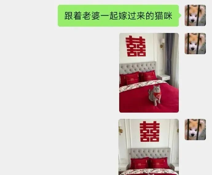 一只陪嫁的猫咪，这表情亮了！