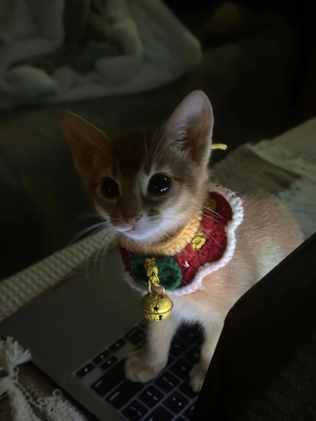 出差四个月，把猫咪送回老家给爸妈养，接回时直接傻眼：这还是我的猫吗？