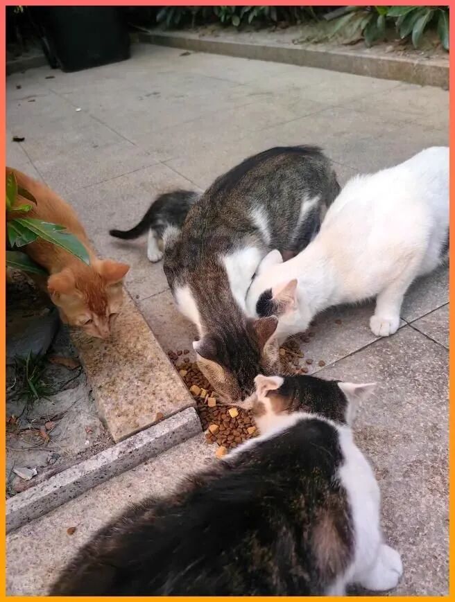 极寒水泥地的求生狂奔！这群小区猫被无视的眼神刺痛了我