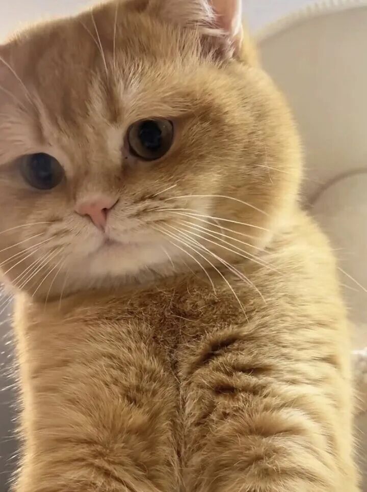 这只金渐层也太可爱了吧，软乎乎的像个小毛球，好想rua～