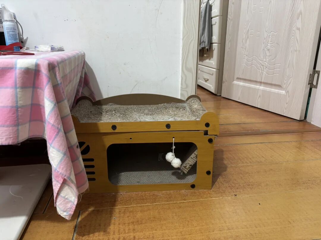 我这猫孩子，这住宿条件令人汗颜。