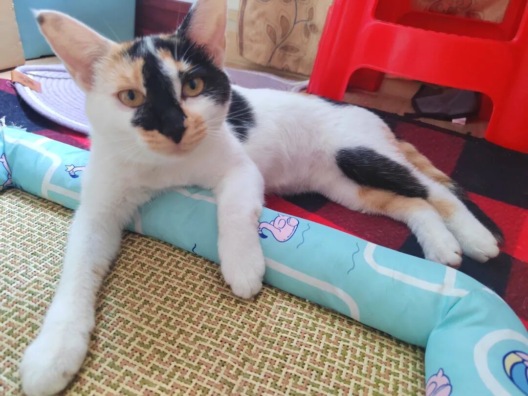 唠唠我家身价最高的小猫