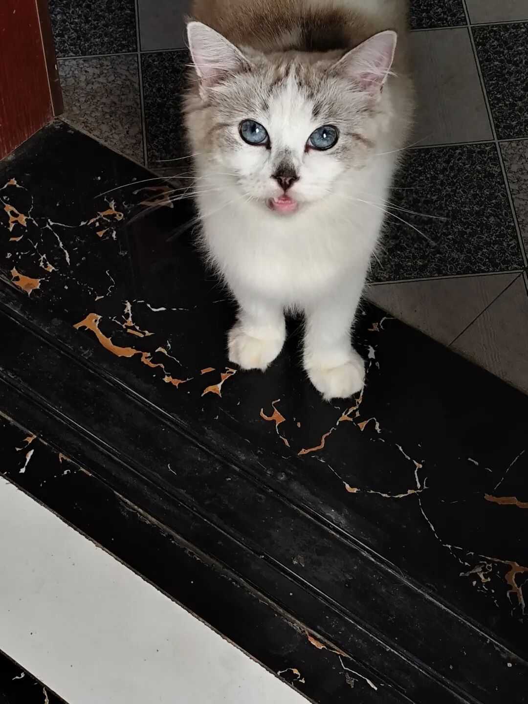 特立独行的小猫咪