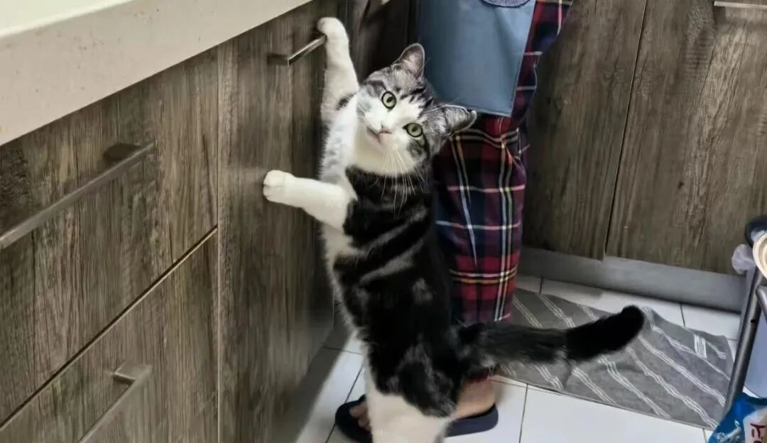 5个迹象说明你的猫很爱你