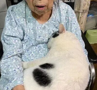 网友把猫放到奶奶家养，一个月后，他觉得猫可能带不走了