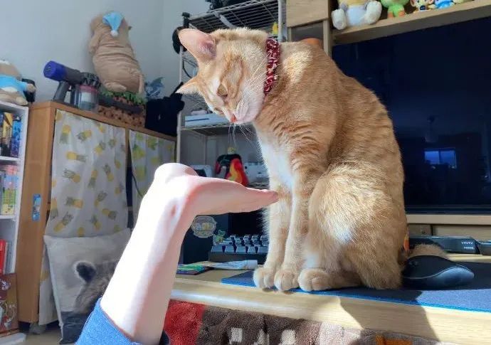 当你朝猫咪伸手，猫的反应太逗了