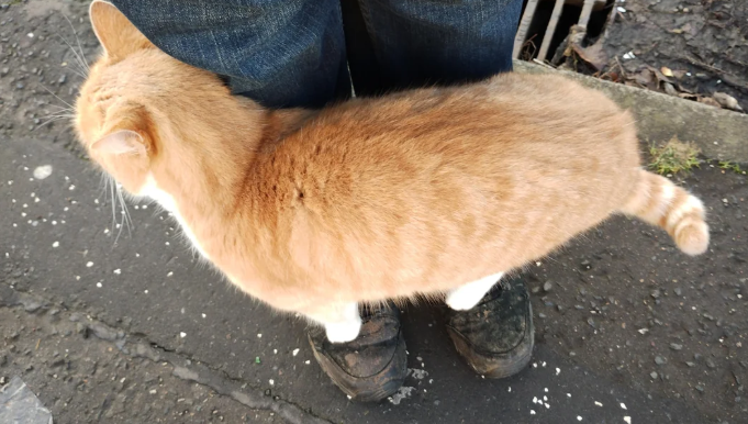 流浪猫主动靠近，踩鞋蹭腿：我被“标记”了？恭喜，你已经被它判定为安全人类！