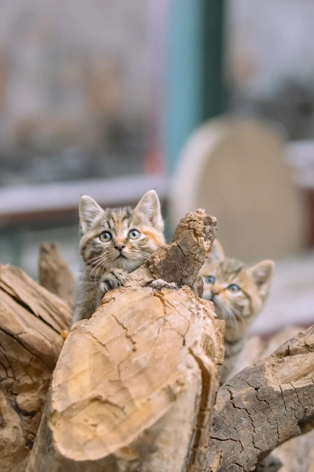 天津古寺老树根长猫了，颜色一样如同成精一般