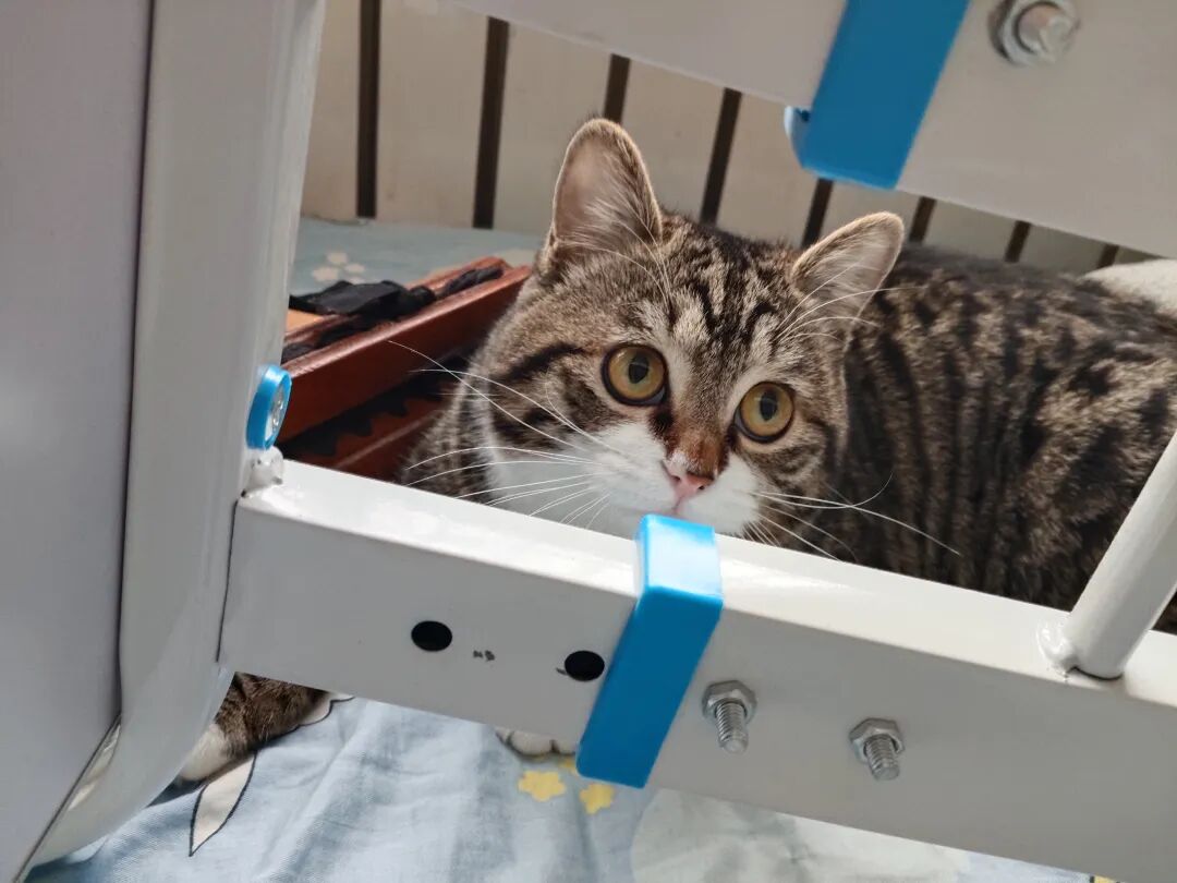 猫仔仔，你怎么不是个小馋猫呢？