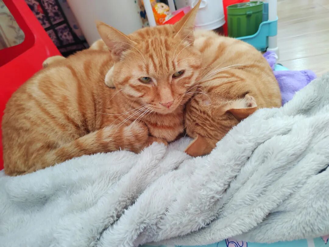 我舅说他被猫给咬了