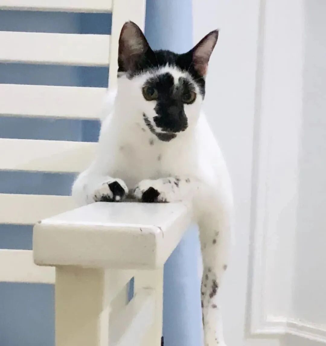 泰国网友晒出一只猫…这次真吸不动了！