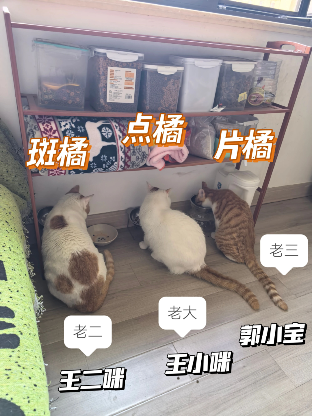 养猫新发现|黄毛越多，小猫越孬？橘色面积与猫德函数关系研究