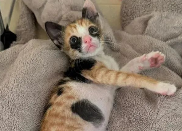 三花小猫眼妆画得乱糟糟，网友：你不懂，这是最新流行的哭妆！