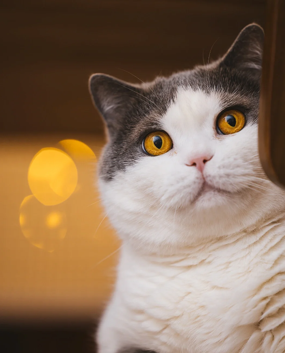 室内养猫的4大禁忌，许多猫主人不懂，别到出事才后悔